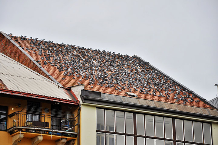 A2B Pest Control are able to install spikes to deter birds from roofs in Boughton. 
