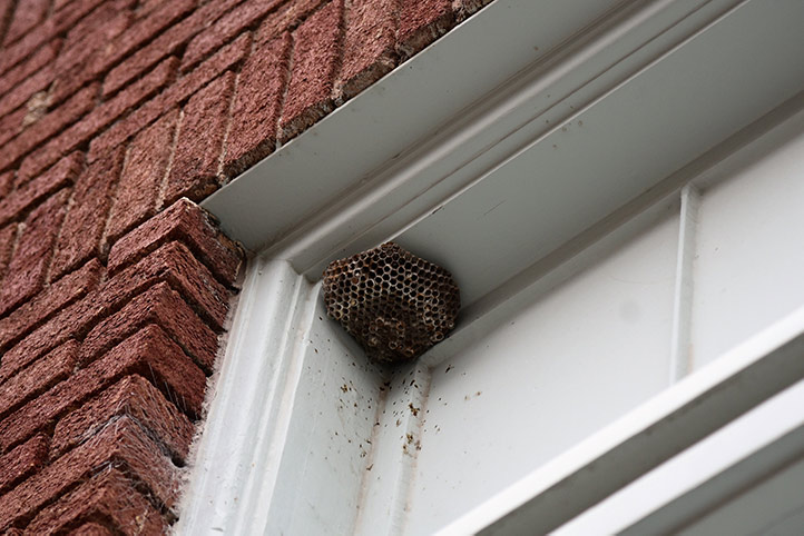 We provide a wasp nest removal service for domestic and commercial properties in Boughton.